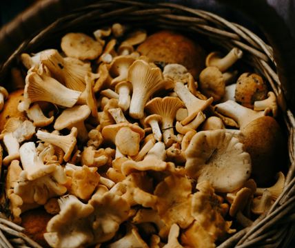 A wicker basket full of freshly foraged mushrooms