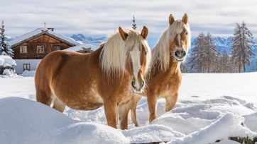 haflinger-winter-5-tv-jenesien-michael-guggenberg