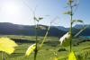 Nell'area vacanze Bolzano Vigneti e Dolomiti