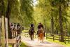 Riding Haflinger horses