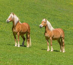 haflinger-fruehling-1-tv-jenesien-michael-guggenberg