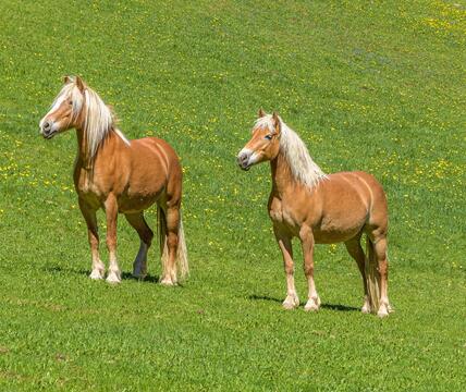 haflinger-fruehling-1-tv-jenesien-michael-guggenberg