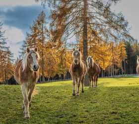 Haflinger Pferde auf einer Wiese im Herbst