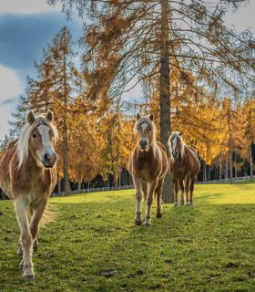 Haflinger horses on a meadow in autumn