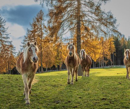 Haflinger horses on a meadow in autumn