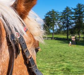haflinger-reiten-in-jenesien-web