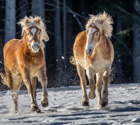 haflinger-winter-70-tv-jenesien-michael-guggenberg