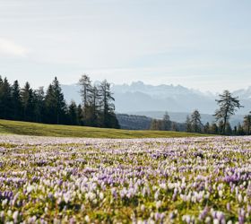 Blühende Krokuswiese im Frühling mit Blick auf verschneite Berge und dunkle Nadelwälder.