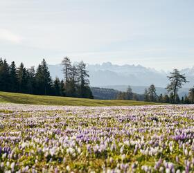 Blooming crocus meadow in spring with a view of snow-capped mountains and dark conifer forests.
