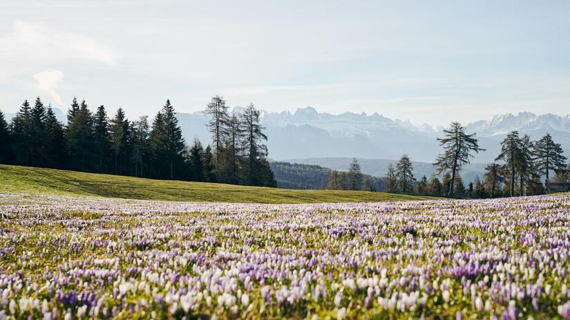 Blühende Krokuswiese im Frühling mit Blick auf verschneite Berge und dunkle Nadelwälder.