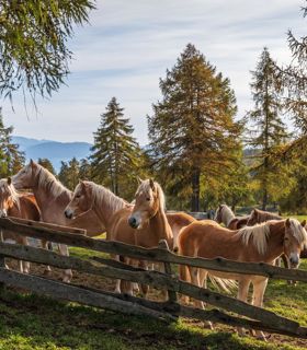 Haflinger horses in a paddock in autumn