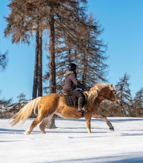 reiten-salten-winter-4-tv-jenesien-michael-guggenberg