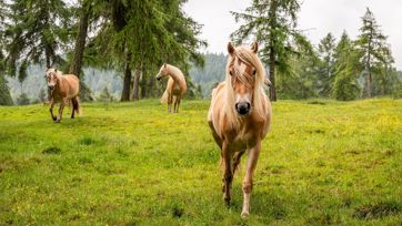 Three Haflinger horses on a meadow in summer