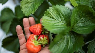 A hand holding freshly picked strawberries among the green leaves of a strawberry plant.