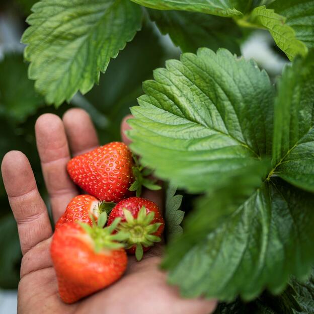 A hand holding freshly picked strawberries among the green leaves of a strawberry plant.