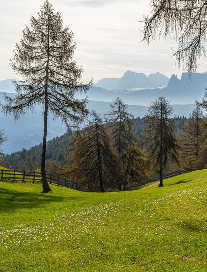 salten-fruehling-krokusse-5-tv-jenesien-michael-guggenberg