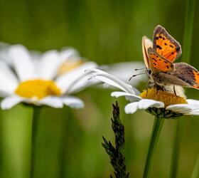 Close-up of an orange and black butterfly on a daisy flower