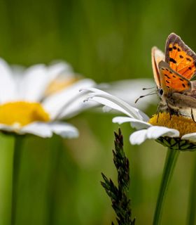 Close-up of an orange and black butterfly on a daisy flower