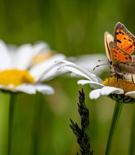 Close-up of an orange and black butterfly on a daisy flower