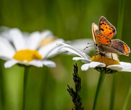 Close-up of an orange and black butterfly on a daisy flower