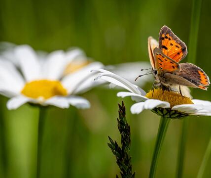 Close-up of an orange and black butterfly on a daisy flower