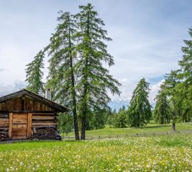Almhütte aus Holz auf einer blühenden Bergwiese, umgeben von Lärchenbäumen und Bergen im Hintergrund.