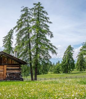 Wooden alpine hut on a blooming mountain meadow, surrounded by larch trees and mountains in the background.