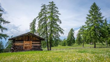 Almhütte aus Holz auf einer blühenden Bergwiese, umgeben von Lärchenbäumen und Bergen im Hintergrund.