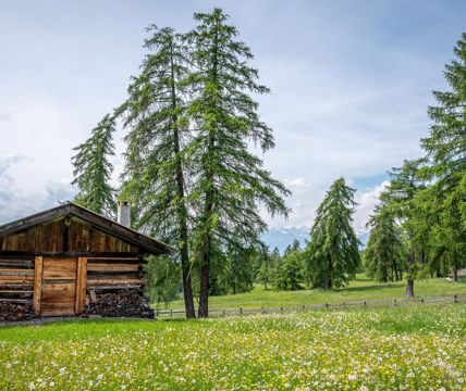 Wooden alpine hut on a blooming mountain meadow, surrounded by larch trees and mountains in the background.