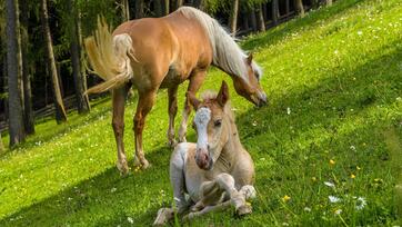 haflinger-fruehling-3-tv-jenesien-michael-guggenberg