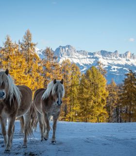 haflinger-winter-90-tv-jenesien-michael-guggenberg