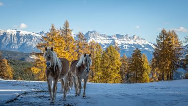 haflinger-winter-90-tv-jenesien-michael-guggenberg