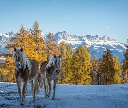 haflinger-winter-90-tv-jenesien-michael-guggenberg