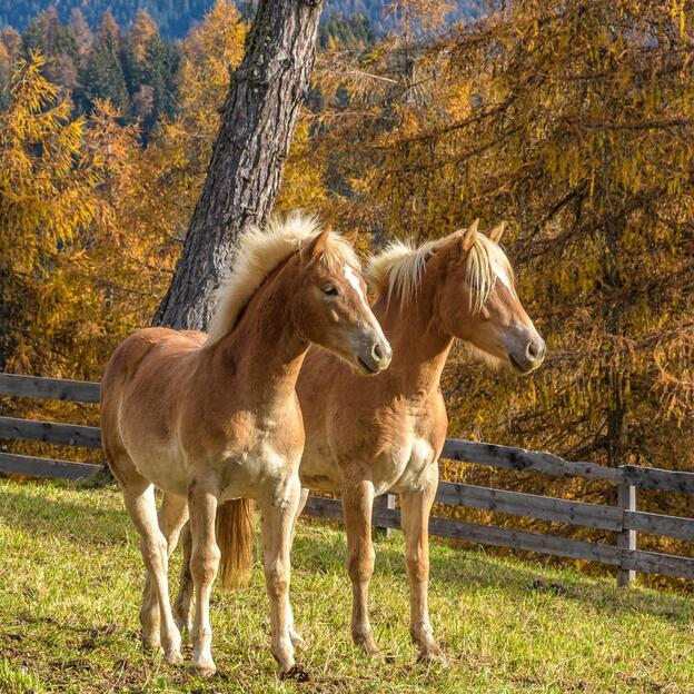 haflinger-herbst-1-tv-jenesien-michael-guggenberg