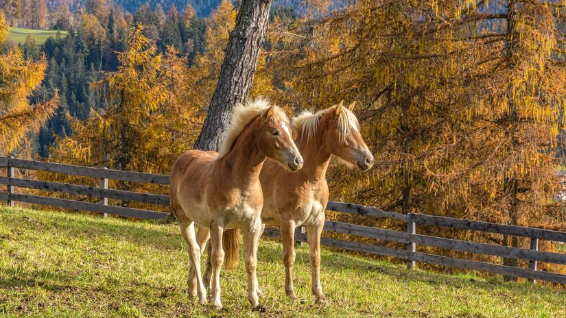 haflinger-herbst-1-tv-jenesien-michael-guggenberg