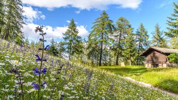 Blumenwiese am Waldrand mit Holzhütte unter blauem Himmel