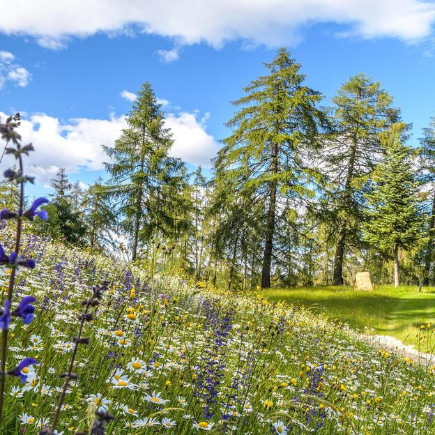 Blumenwiese am Waldrand mit Holzhütte unter blauem Himmel